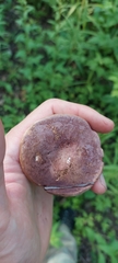 Gyroporus purpurinus