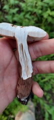 Gyroporus purpurinus