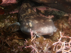 Asymbolus vincenti