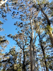 Eucalyptus nobilis