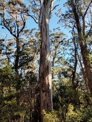 Eucalyptus nobilis