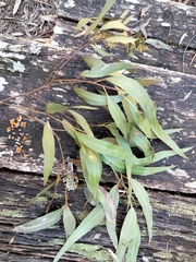 Eucalyptus nobilis