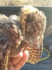 Antrostomus arizonae