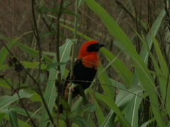 Euplectes hordeaceus