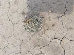 Coryphantha robustispina scheeri