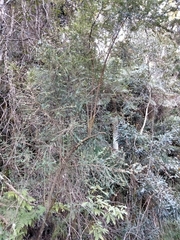 Ozothamnus rufescens