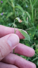Lathyrus hirsutus