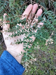 Ozothamnus rufescens