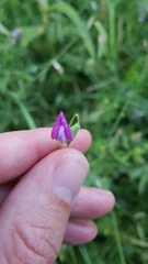 Lathyrus hirsutus