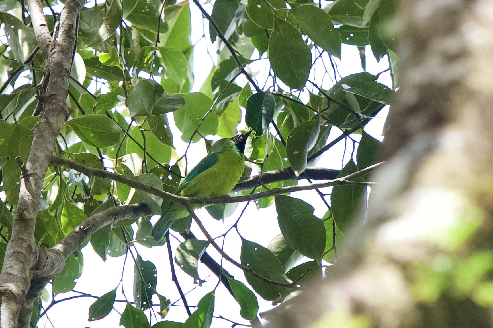 Bornean Leafbird (Chloropsis kinabaluensis), photo 9