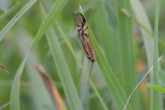 Macrostemum radiatum