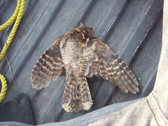 Antrostomus arizonae