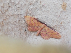 Idaea rhodogrammaria