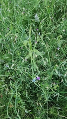 Lathyrus hirsutus