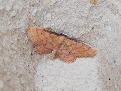 Idaea rhodogrammaria