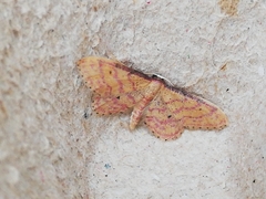 Idaea rhodogrammaria