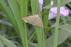 Polypogon tentacularia