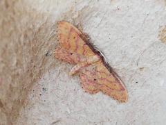 Idaea rhodogrammaria