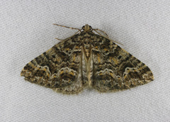 Xanthorhoe xanthospila
