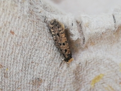 Ateliotum petrinella