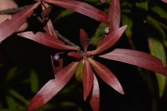 Tasmannia stipitata