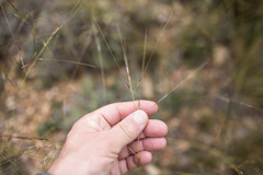 Stipa juncea