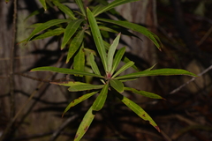 Tasmannia stipitata