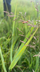 Rhagonycha fulva
