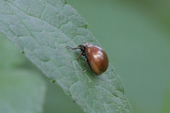 Chrysolina polita
