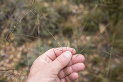 Stipa juncea