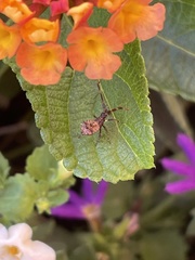 Hemiptera