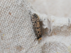 Ateliotum petrinella