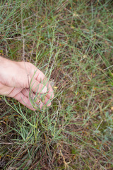 Bupleurum fruticescens