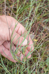 Bupleurum fruticescens