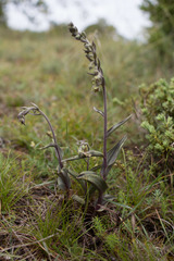 Epipactis kleinii