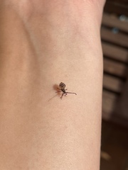 Hemiptera