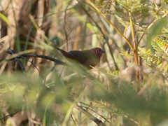 Lagonosticta rhodopareia