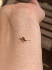 Hemiptera