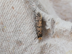 Ateliotum petrinella