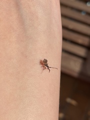 Hemiptera