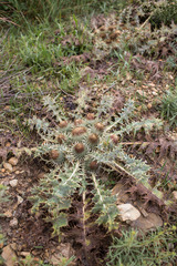 Onopordum acaulon
