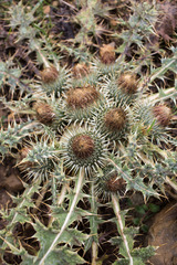 Onopordum acaulon