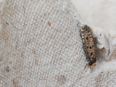 Ateliotum petrinella