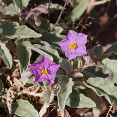 Solanum ellipticum