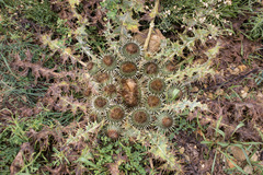 Onopordum acaulon