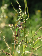 Gampsocleis sedakovii