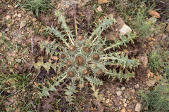 Onopordum acaulon