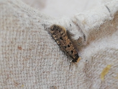 Ateliotum petrinella