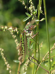 Gampsocleis sedakovii