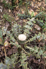 Onopordum acaulon